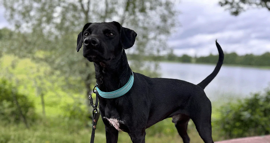 Hunden Harry